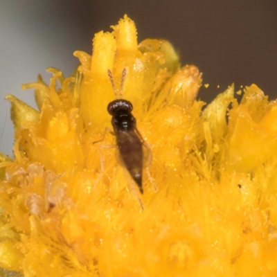 Chalcidoidea (superfamily) (A gall wasp or Chalcid wasp) at Dawn Crescent Grassland (DCG) - 16 Mar 2024 by kasiaaus