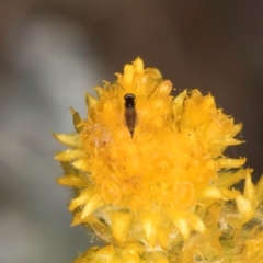 Chalcidoidea (superfamily) at Lawson, ACT - 16 Mar 2024