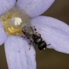 Hylaeus (Prosopisteron) sp. (genus & subgenus) (Masked Bee) at Lawson, ACT - 16 Mar 2024 by kasiaaus