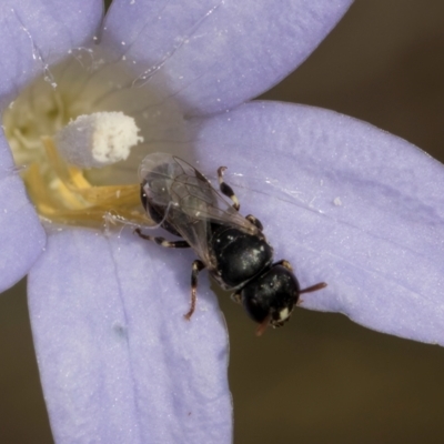 Hylaeus (Prosopisteron) sp. (genus & subgenus) (Masked Bee) at Lawson North Grasslands - 16 Mar 2024 by kasiaaus