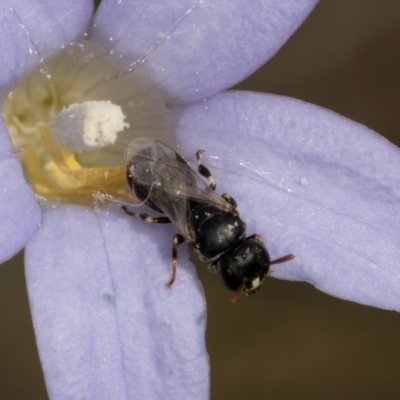 Hylaeus (Prosopisteron) sp. (genus & subgenus) (Masked Bee) at Lawson, ACT - 16 Mar 2024 by kasiaaus