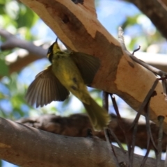 Lichenostomus melanops (Yellow-tufted Honeyeater) at Moollattoo, NSW - 10 Mar 2024 by Rixon