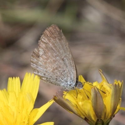 Zizina otis (Common Grass-Blue) at Lawson North Grasslands - 16 Mar 2024 by kasiaaus