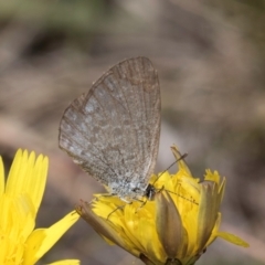 Zizina otis at Dawn Crescent Grassland (DCG) - 16 Mar 2024