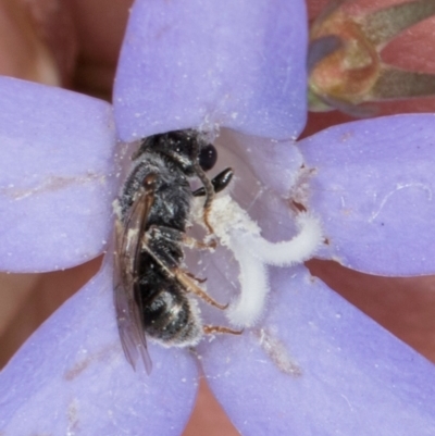 Lasioglossum sp. (genus) (Furrow Bee) at Lawson, ACT - 16 Mar 2024 by kasiaaus