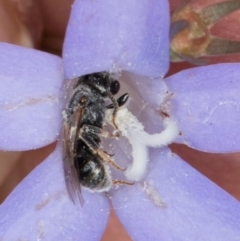 Lasioglossum sp. (genus) (Furrow Bee) at Dawn Crescent Grassland (DCG) - 16 Mar 2024 by kasiaaus
