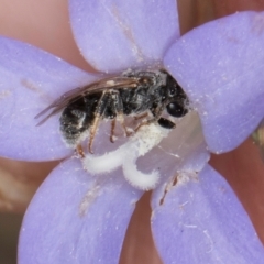 Lasioglossum sp. (genus) at Lawson, ACT - 16 Mar 2024 01:38 PM