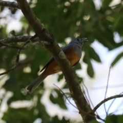 Monarcha melanopsis (Black-faced Monarch) at Moollattoo, NSW - 10 Mar 2024 by Rixon