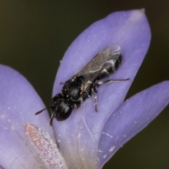 Hylaeus (Prosopisteron) sp. (genus & subgenus) (Masked Bee) at Lawson North Grasslands - 16 Mar 2024 by kasiaaus
