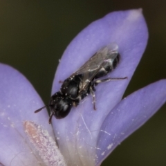 Hylaeus (Prosopisteron) sp. (genus & subgenus) (Masked Bee) at Lawson, ACT - 16 Mar 2024 by kasiaaus