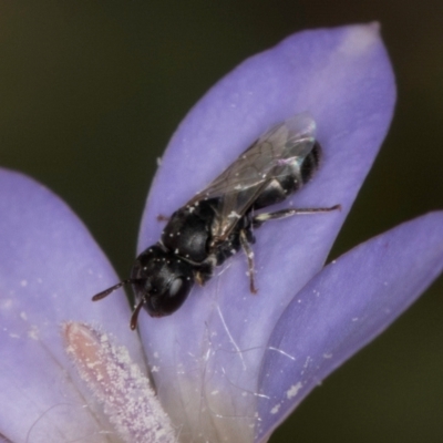 Hylaeus (Prosopisteron) sp. (genus & subgenus) (Masked Bee) at Dawn Crescent Grassland (DCG) - 16 Mar 2024 by kasiaaus