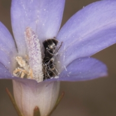 Hylaeus (Prosopisteron) sp. (genus & subgenus) at Lawson, ACT - 16 Mar 2024 01:43 PM
