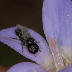 Hylaeus (Prosopisteron) sp. (genus & subgenus) at Lawson, ACT - 16 Mar 2024 01:43 PM