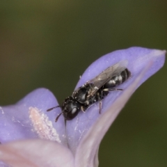 Hylaeus (Prosopisteron) sp. (genus & subgenus) at Lawson, ACT - 16 Mar 2024 01:43 PM