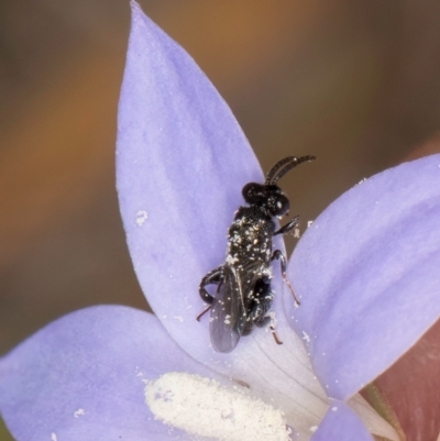 Chalcididae (family) (Unidentified chalcid wasp) at Dawn Crescent Grassland (DCG) - 16 Mar 2024 by kasiaaus