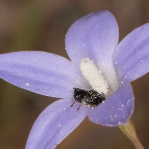 Chalcididae (family) at Lawson, ACT - 16 Mar 2024