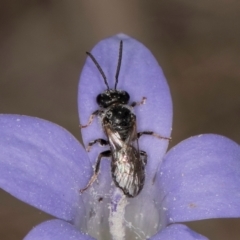 Lasioglossum (Chilalictus) sp. (genus & subgenus) (Halictid bee) at Lawson North Grasslands - 16 Mar 2024 by kasiaaus