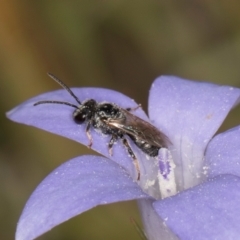 Lasioglossum (Chilalictus) sp. (genus & subgenus) at Lawson, ACT - 16 Mar 2024 01:46 PM