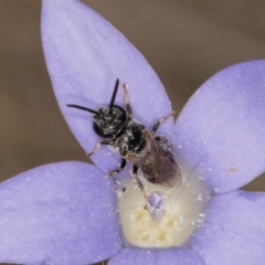 Lasioglossum (Chilalictus) sp. (genus & subgenus) at Lawson, ACT - 16 Mar 2024 01:46 PM