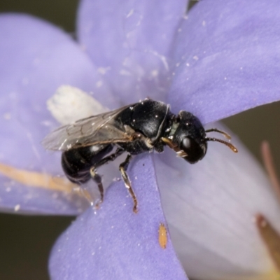 Hylaeus (Prosopisteron) sp. (genus & subgenus) (Masked Bee) at McKellar, ACT - 16 Mar 2024 by kasiaaus