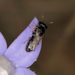 Hylaeus (Prosopisteron) sp. (genus & subgenus) at Croke Place Grassland (CPG) - 16 Mar 2024