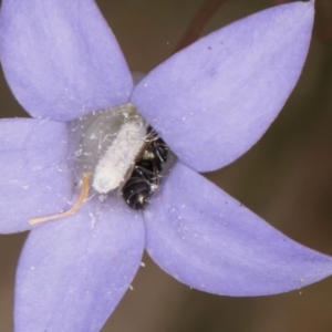 Hylaeus (Prosopisteron) sp. (genus & subgenus) at Croke Place Grassland (CPG) - 16 Mar 2024