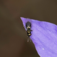 Chalcidoidea (superfamily) (A gall wasp or Chalcid wasp) at Lawson, ACT - 16 Mar 2024 by kasiaaus