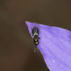 Chalcidoidea (superfamily) at Dawn Crescent Grassland (DCG) - 16 Mar 2024