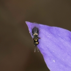 Chalcidoidea (superfamily) (A gall wasp or Chalcid wasp) at Dawn Crescent Grassland (DCG) - 16 Mar 2024 by kasiaaus