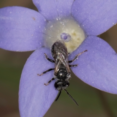 Lasioglossum (Chilalictus) sp. (genus & subgenus) (Halictid bee) at Lawson North Grasslands - 16 Mar 2024 by kasiaaus