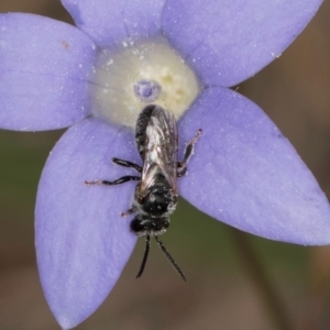 Lasioglossum (Chilalictus) sp. (genus & subgenus) at Lawson, ACT - 16 Mar 2024 01:57 PM