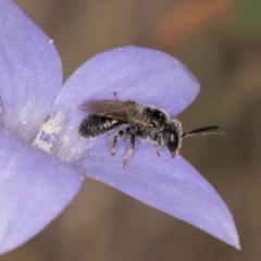 Lasioglossum (Chilalictus) sp. (genus & subgenus) at Lawson, ACT - 16 Mar 2024 01:57 PM