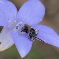 Lasioglossum (Chilalictus) sp. (genus & subgenus) at Lawson, ACT - 16 Mar 2024 01:57 PM