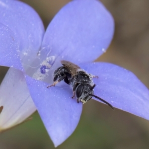 Lasioglossum (Chilalictus) sp. (genus & subgenus) at Lawson, ACT - 16 Mar 2024 01:57 PM