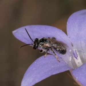 Lasioglossum (Chilalictus) sp. (genus & subgenus) at Dawn Crescent Grassland (DCG) - 16 Mar 2024