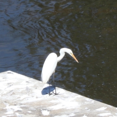 Ardea alba (Great Egret) at Moollattoo, NSW - 10 Mar 2024 by Rixon