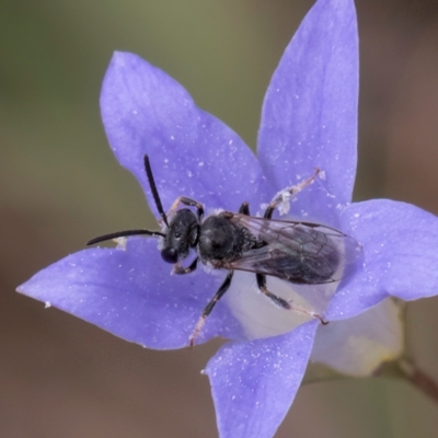 Lasioglossum sp. (genus) (Furrow Bee) at McKellar, ACT - 16 Mar 2024 by kasiaaus