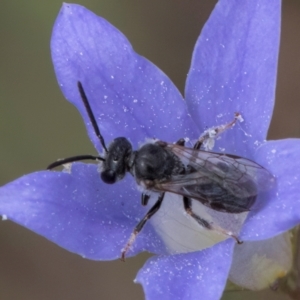 Lasioglossum sp. (genus) at Croke Place Grassland (CPG) - 16 Mar 2024