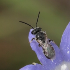 Lasioglossum sp. (genus) at Croke Place Grassland (CPG) - 16 Mar 2024