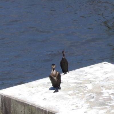 Phalacrocorax sulcirostris (Little Black Cormorant) at Moollattoo, NSW - 10 Mar 2024 by Rixon