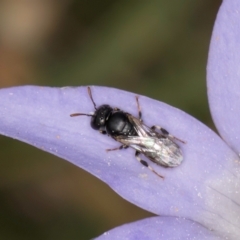 Hylaeus (Prosopisteron) sp. (genus & subgenus) (Masked Bee) at Dawn Crescent Grassland (DCG) - 16 Mar 2024 by kasiaaus