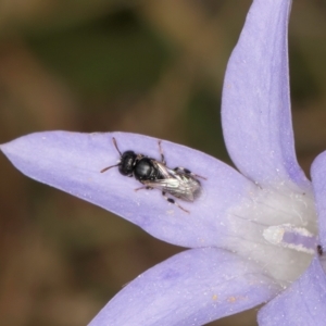 Hylaeus (Prosopisteron) sp. (genus & subgenus) at Lawson, ACT - 16 Mar 2024