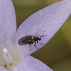 Bibionomorpha (infraorder) (Unidentified Gnat, Gall Midge or March Fly) at Lawson, ACT - 16 Mar 2024 by kasiaaus