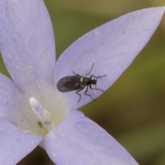 Bibionomorpha (infraorder) at Dawn Crescent Grassland (DCG) - 16 Mar 2024