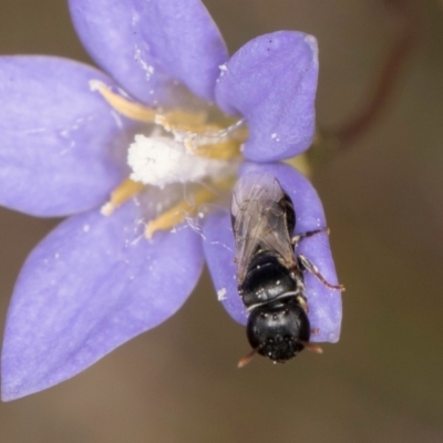 Hylaeus (Prosopisteron) sp. (genus & subgenus) (Masked Bee) at Dawn Crescent Grassland (DCG) - 16 Mar 2024 by kasiaaus