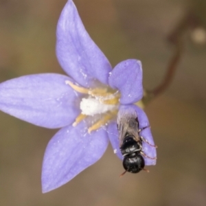 Hylaeus (Prosopisteron) sp. (genus & subgenus) at Lawson, ACT - 16 Mar 2024