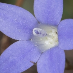 Thysanoptera (order) (Thrips) at Dawn Crescent Grassland (DCG) - 16 Mar 2024 by kasiaaus