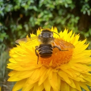 Megachile (Eutricharaea) macularis at Chapman, ACT - 1 Mar 2024 04:00 PM