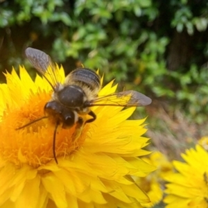 Megachile (Eutricharaea) macularis at Chapman, ACT - 1 Mar 2024 04:00 PM