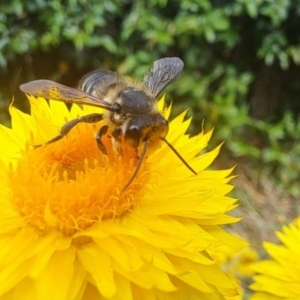 Megachile (Eutricharaea) macularis at Chapman, ACT - 1 Mar 2024 04:00 PM